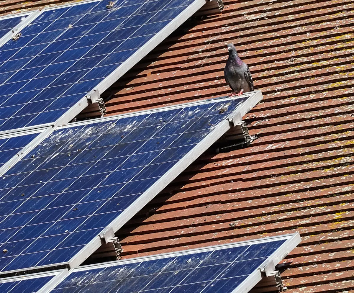 Daune cauzate de porumbei